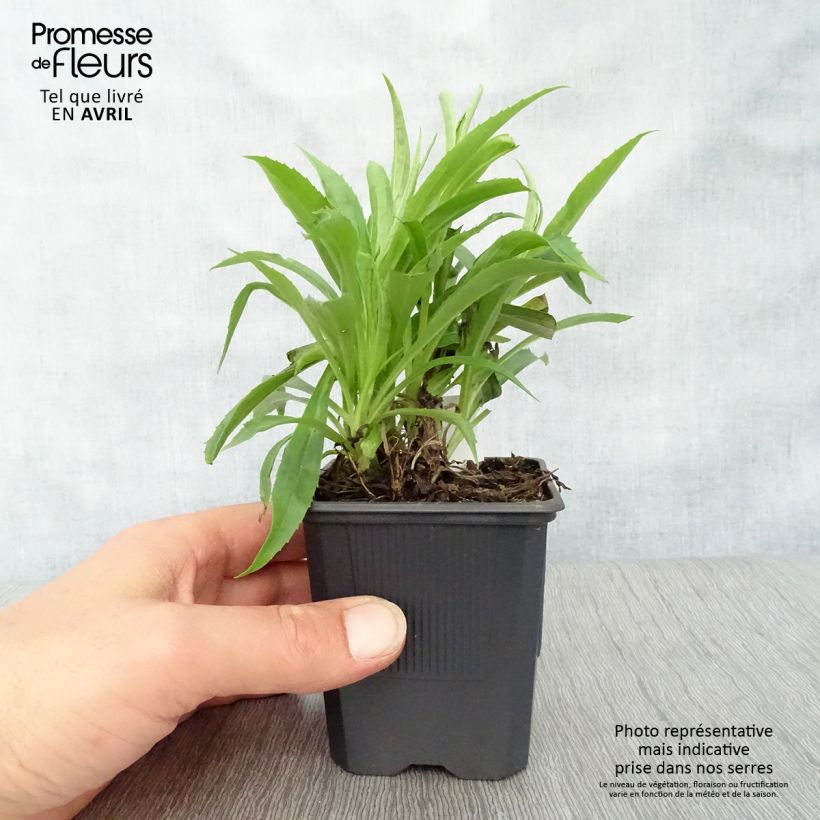 Digitalis Goldcrest - Foxglove 8/9 cm pot sample as delivered in spring