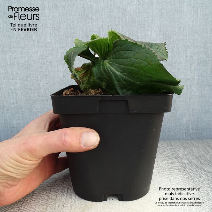 Digitalis x mertonensis - Foxglove 2L/3L pot sample as delivered in winter