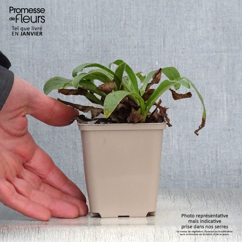 Digitalis parviflora - Foxglove 8/9 cm pot sample as delivered in winter