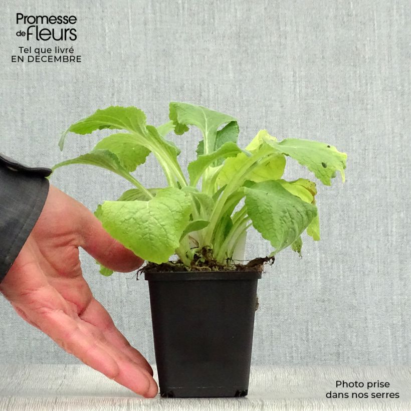 Digitalis purpurea Suttons Apricot - Foxglove 7/8 cm pot sample as delivered in winter