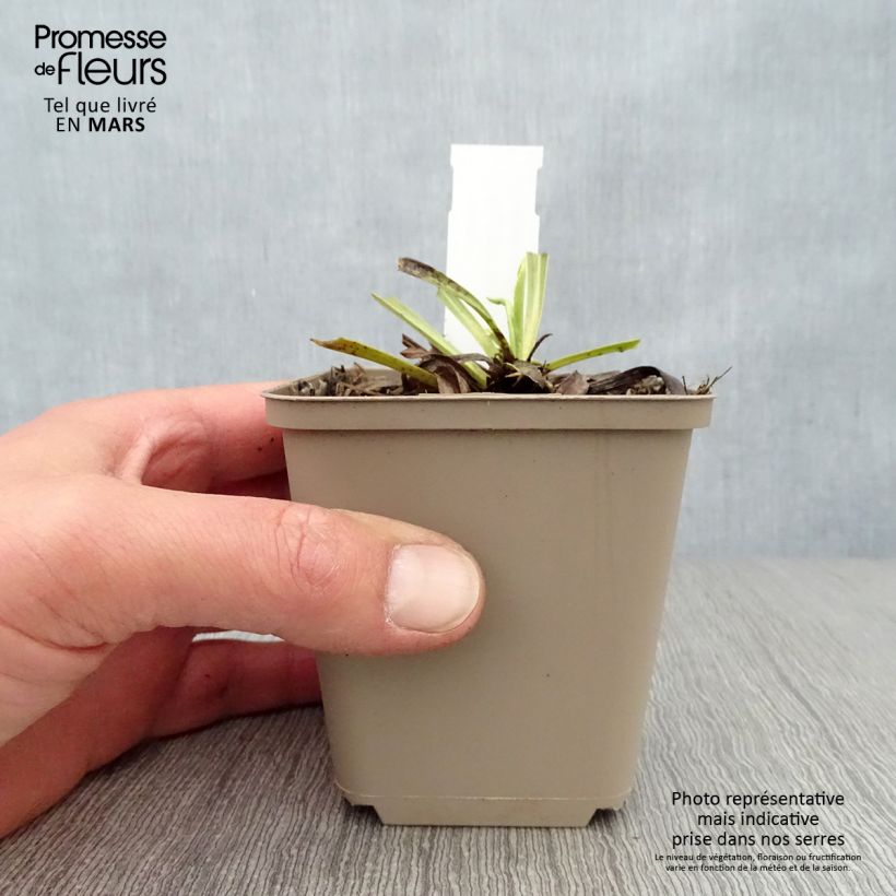 Digitalis laevigata Alba - Foxglove 8/9 cm pot sample as delivered in spring