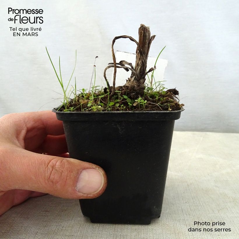 Digitalis lanata Café Crème - Foxglove 8/9 cm pot sample as delivered in spring