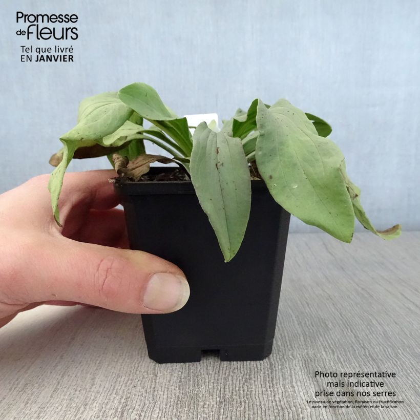 Digitalis lanata Café Crème - Foxglove 8/9 cm pot sample as delivered in winter