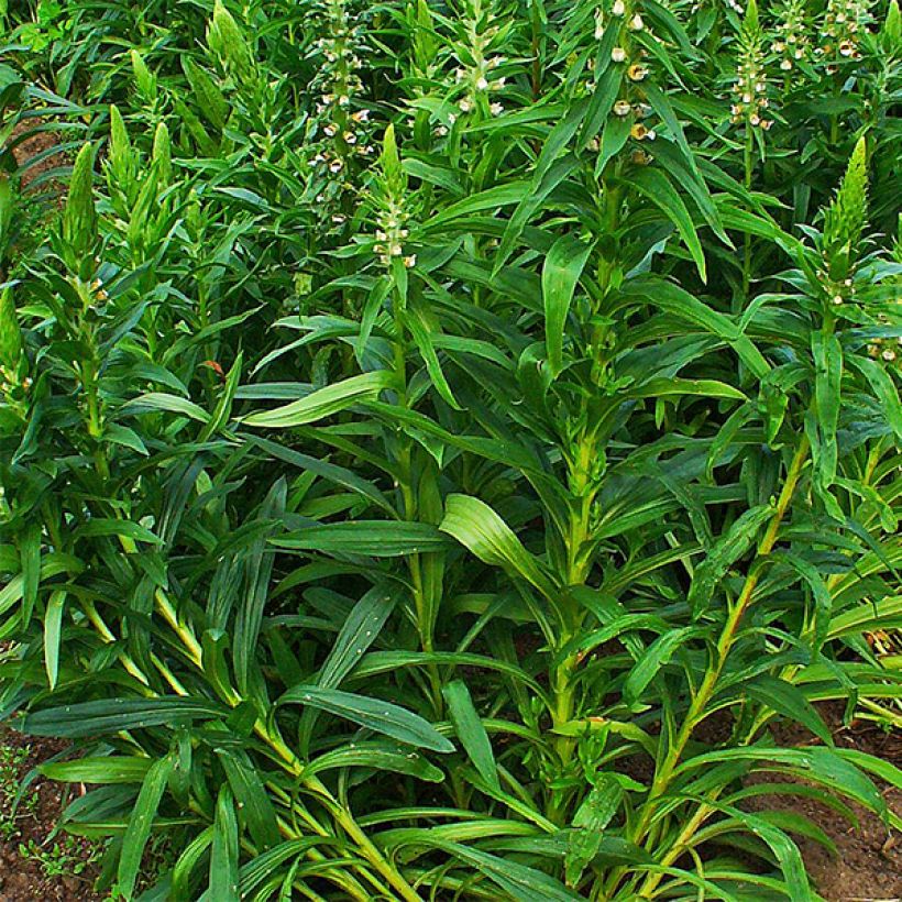 Digitalis lanata - Foxglove (Foliage)