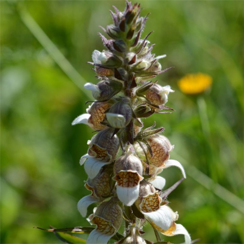 Digitalis lanata - Foxglove (Flowering)