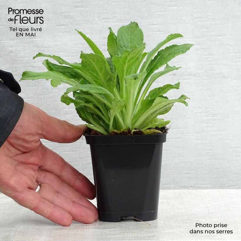 Digitalis purpurea - Common Foxglove 8/9 cm pot sample as delivered in spring