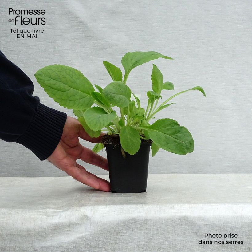 Digitalis purpurea Pams Choice - Foxglove 8/9 cm pot sample as delivered in spring