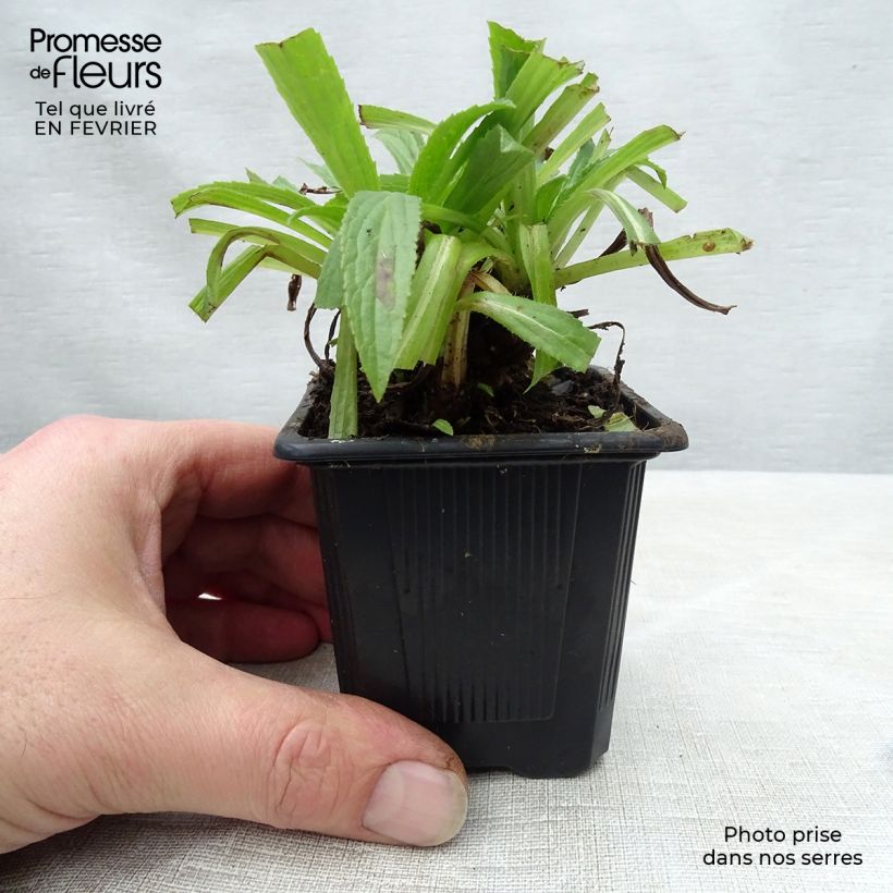 Digitalis Glory of Roundway - Foxglove 8/9 cm pot sample as delivered in winter