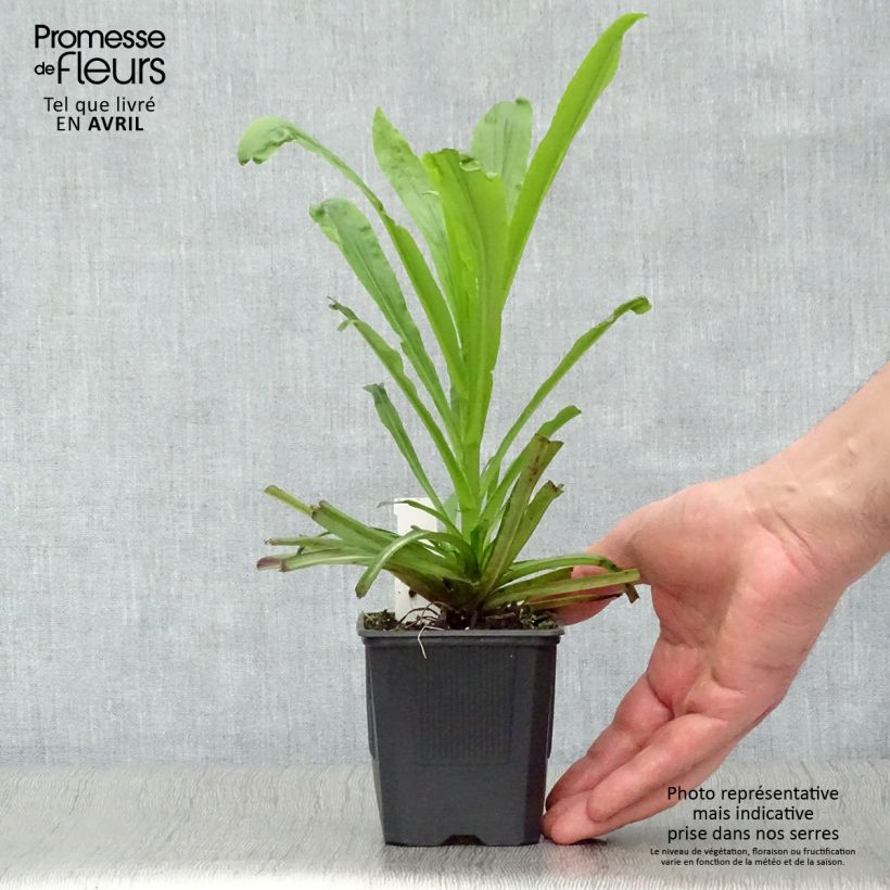 Digitalis Spice Island - Foxglove 8/9 cm pot sample as delivered in spring