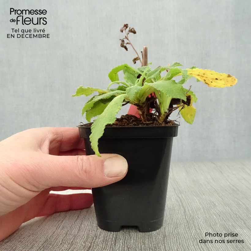 Digitalis purpurea Alba - Foxglove 8/9 cm pot sample as delivered in winter