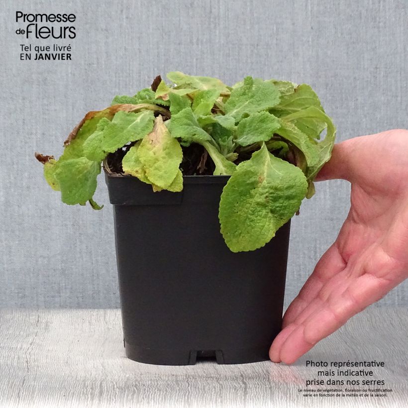 Digitalis purpurea Alba - Foxglove 2L/3L pot sample as delivered in winter