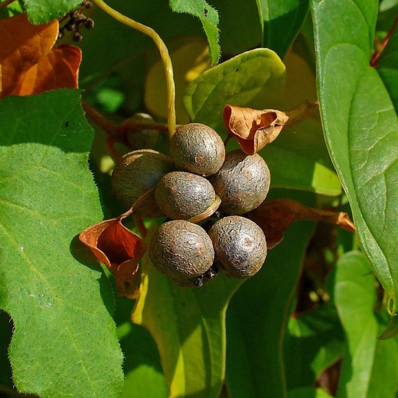 Dioscorea batatas - Chinese yam (Harvest)