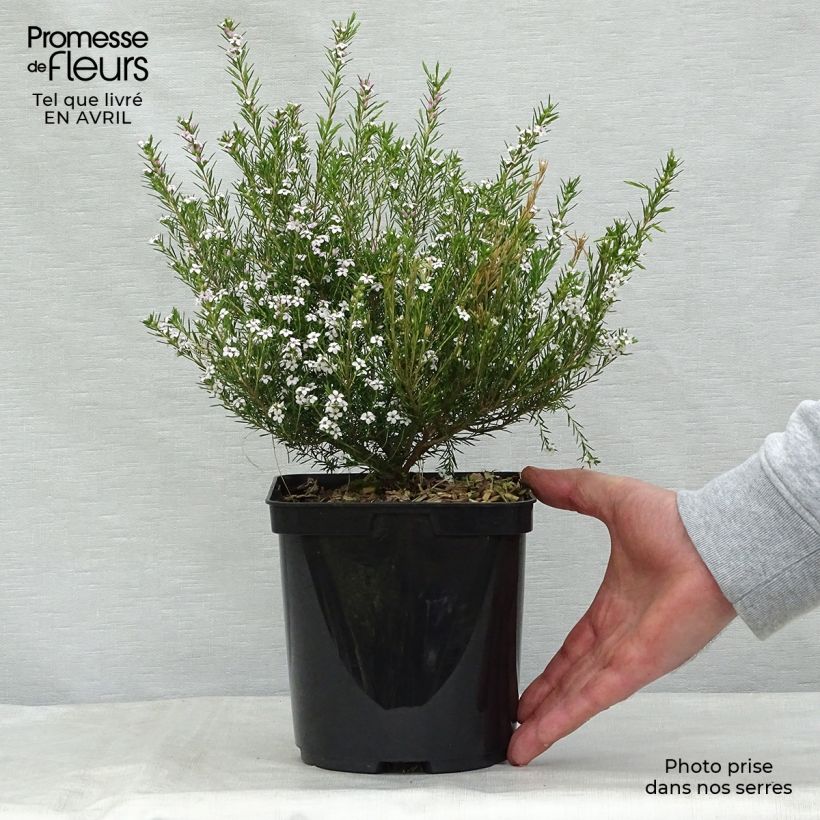 Diosma hirsuta Pink Fountain 2L/3L pot sample as delivered in spring
