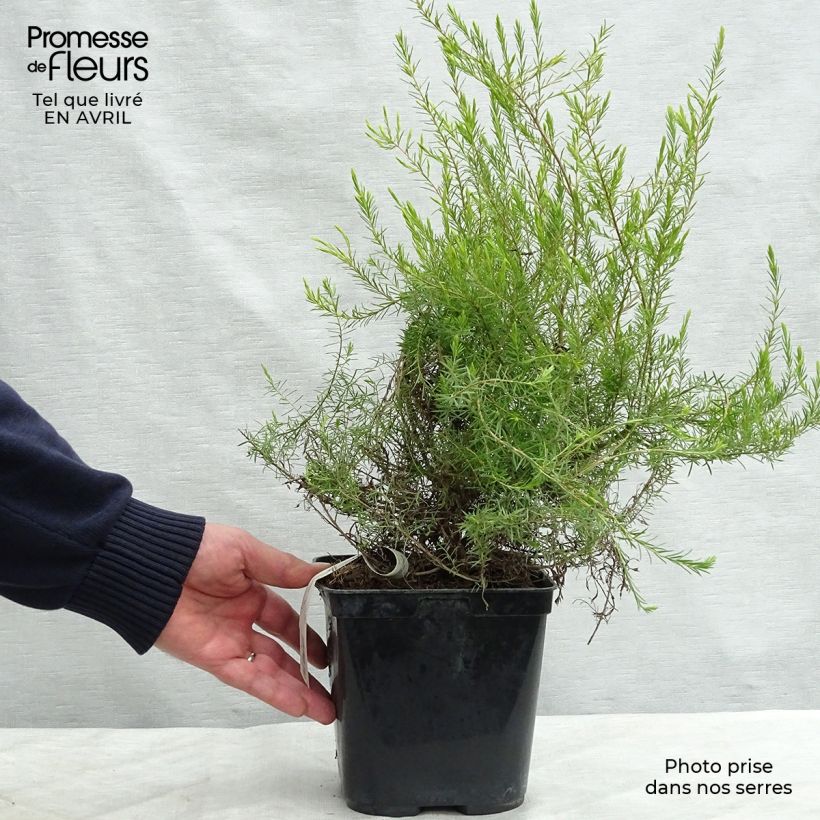 Diosma hirsuta Sunset Gold 2L/3L pot sample as delivered in spring
