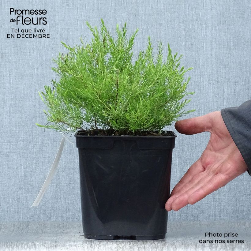 Diosma hirsuta Sunset Gold 2L/3L pot sample as delivered in winter