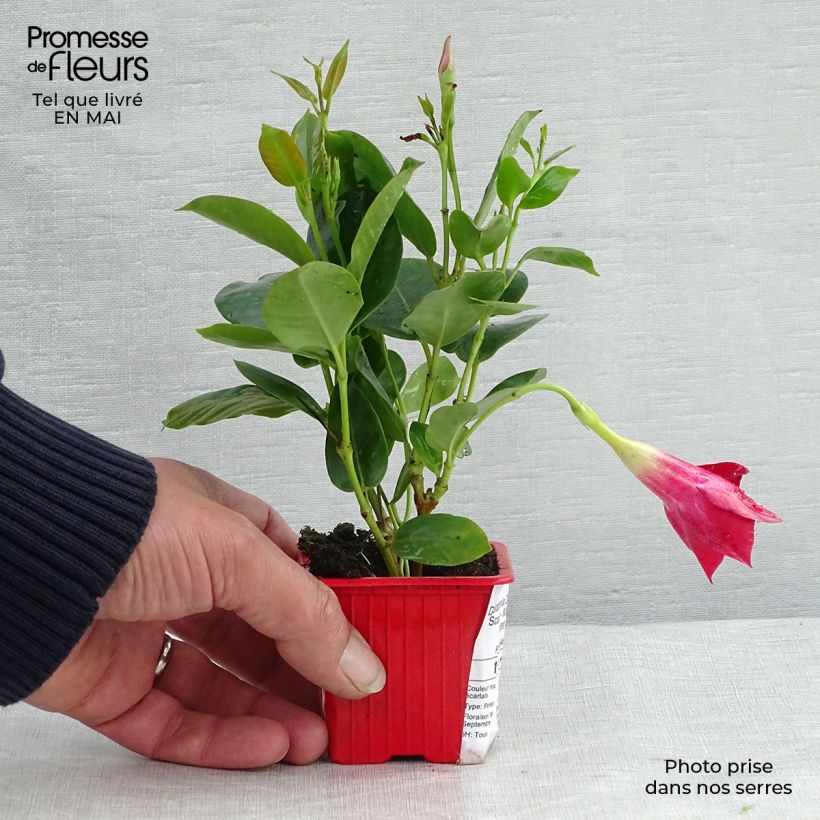 Dipladenia Diamantina Jade Scarlet 7/8 cm pot sample as delivered in spring