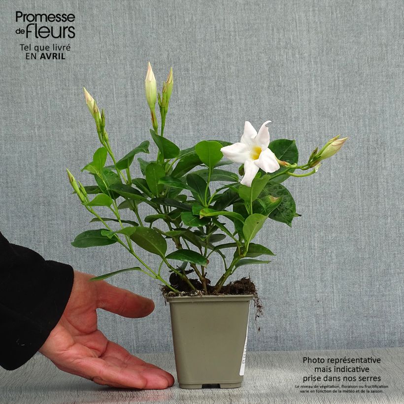 Dipladenia Diamantina Jade White 10cm/11cm pot sample as delivered in spring