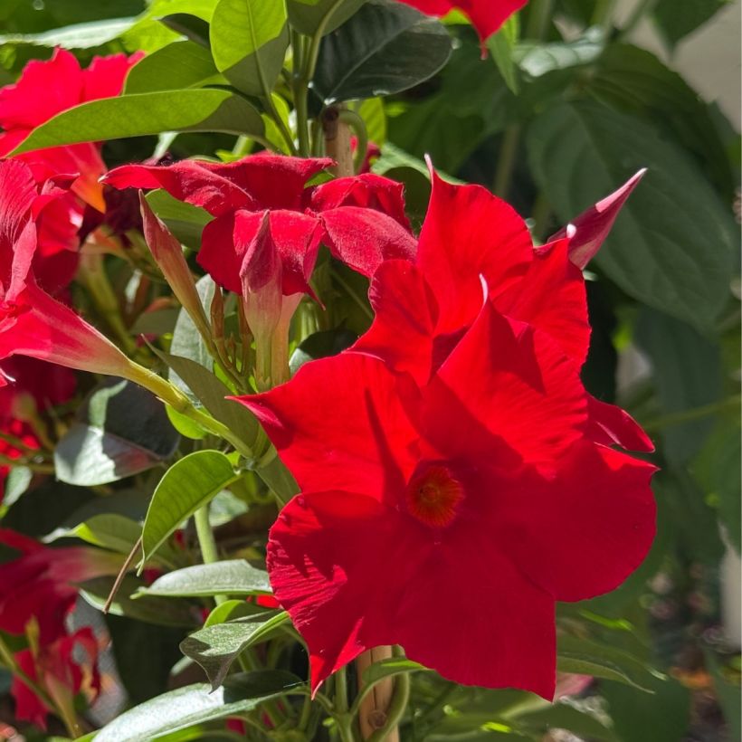 Mandevilla Diamantina Agate Mini Strawberry Red (Flowering)