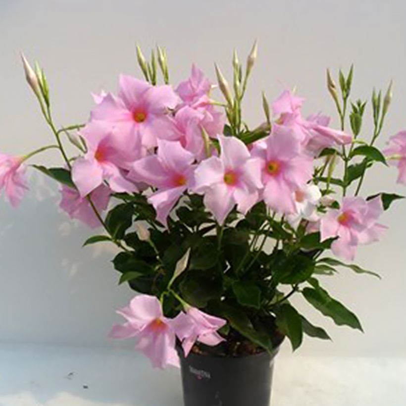 Mandevilla sanderi Diamantina Tourmaline Pink (Plant habit)