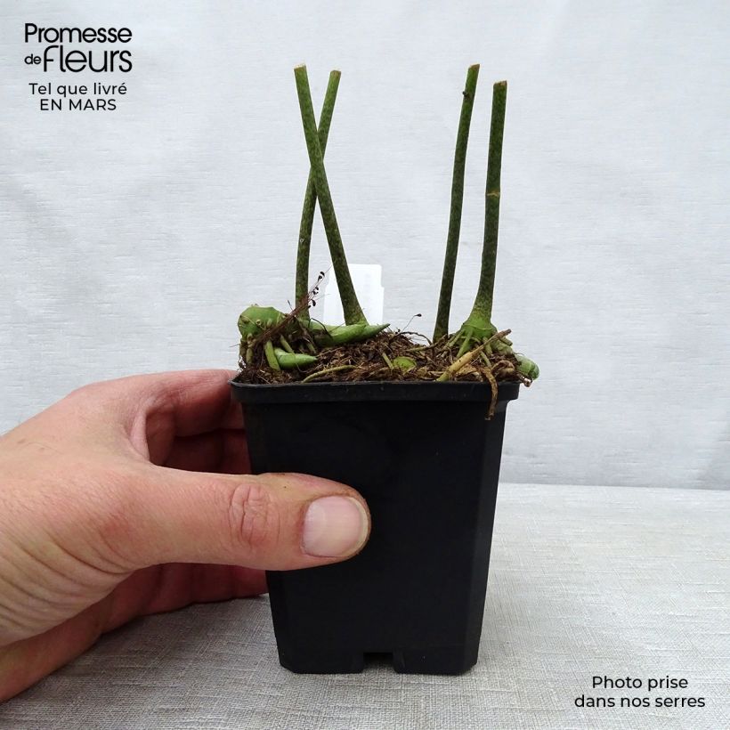 Disporopsis pernyi 8/9 cm pot sample as delivered in spring