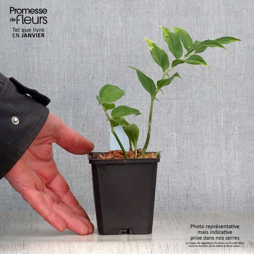 Disporopsis pernyi 8/9 cm pot sample as delivered in winter