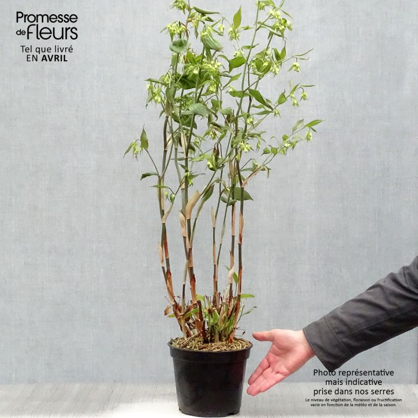 Disporum cantoniense Green Giant 3L/4L pot sample as delivered in spring