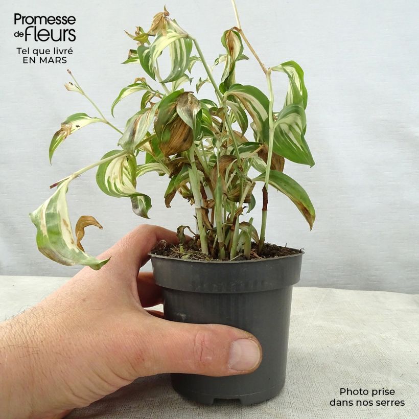 Disporum cantoniense Moonlight 8/9 cm pot sample as delivered in spring