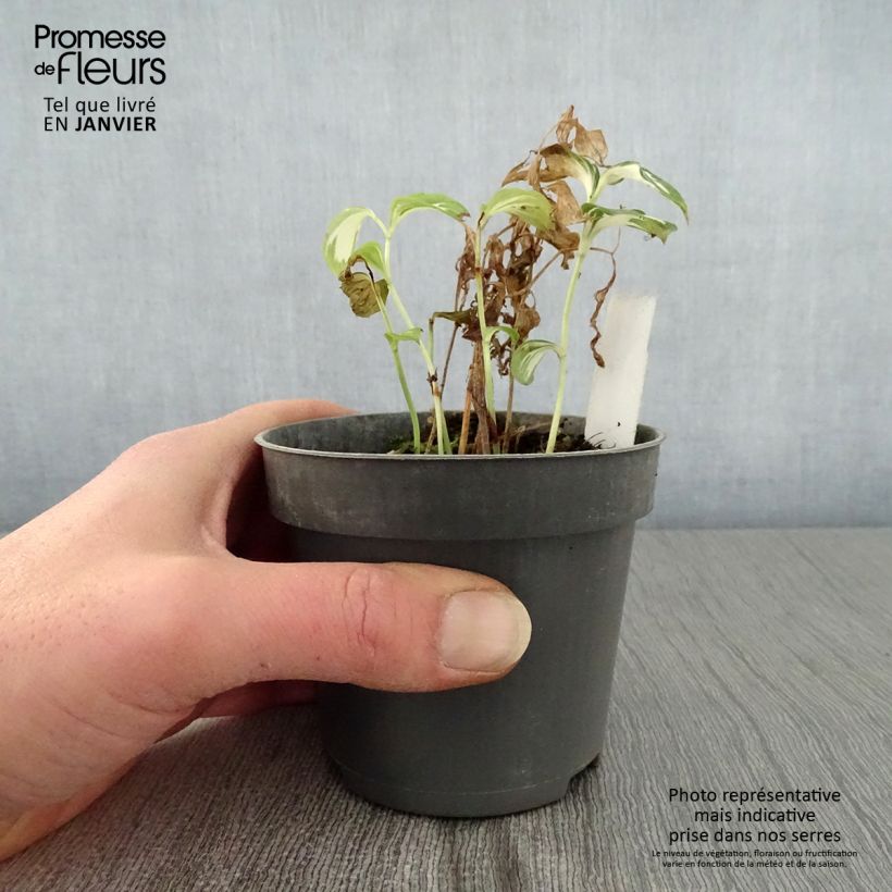 Disporum cantoniense Moonlight 8/9 cm pot sample as delivered in winter