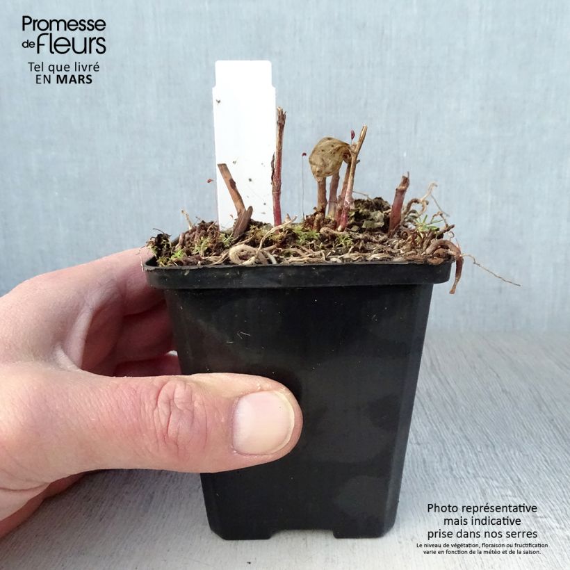 Disporum megalanthum 8/9 cm pot sample as delivered in spring