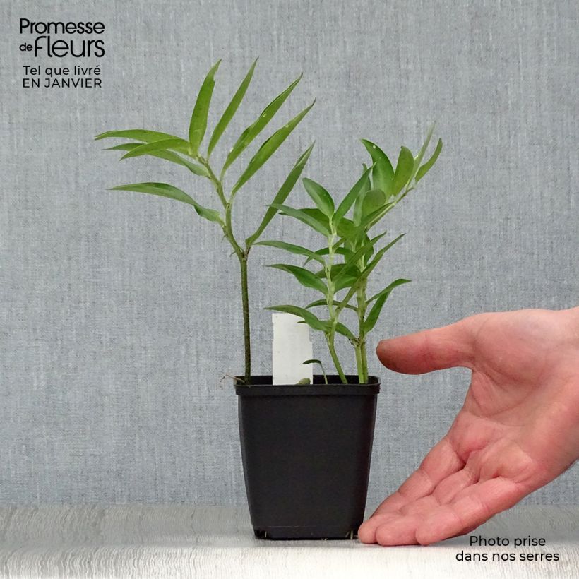 Disporum sessile 8/9 cm pot sample as delivered in winter