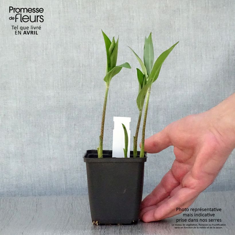 Disporum sessile 8/9 cm pot sample as delivered in spring