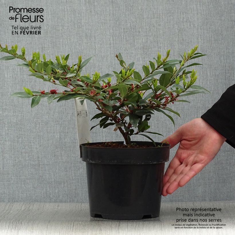 Distylium myricoides (x) racemosus Vintage Jade 2L/3L pot sample as delivered in winter
