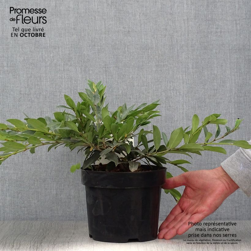 Distylium myricoides (x) racemosus Vintage Jade 2L/3L pot sample as delivered in autumn