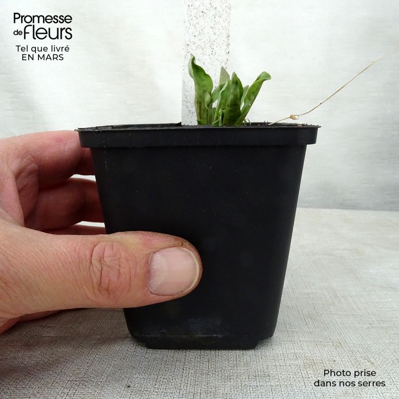 Dodecatheon jeffreyi Rotlicht 8/9 cm pot sample as delivered in spring