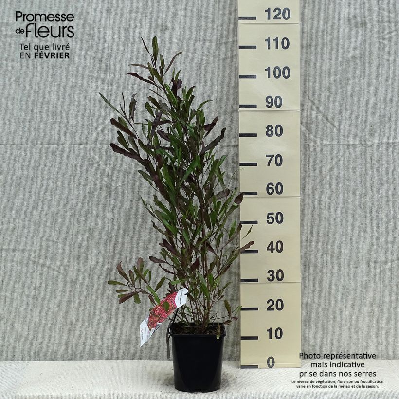 Dodonaea viscosa Purpurea 3L/4L pot sample as delivered in winter