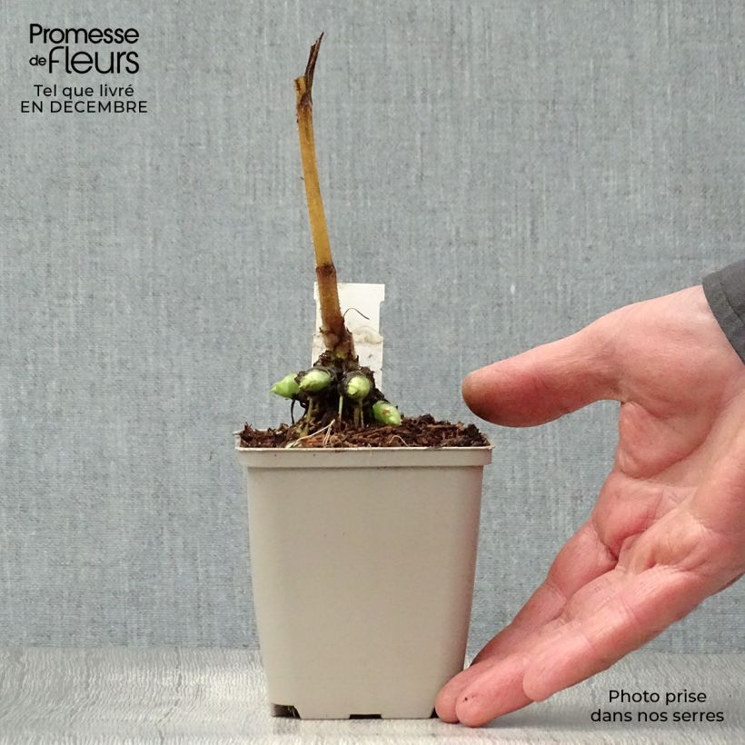 Doronicum pardalianches 8/9 cm pot sample as delivered in winter