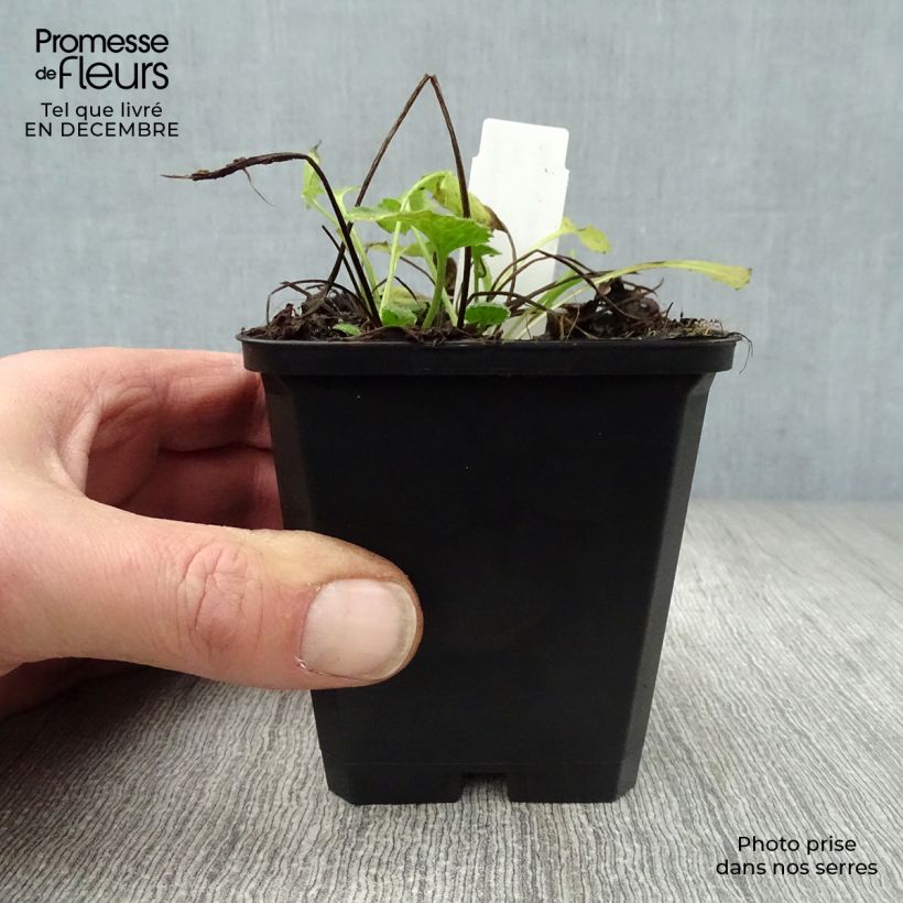 Doronicum orientale Little Leo 8/9 cm pot sample as delivered in winter