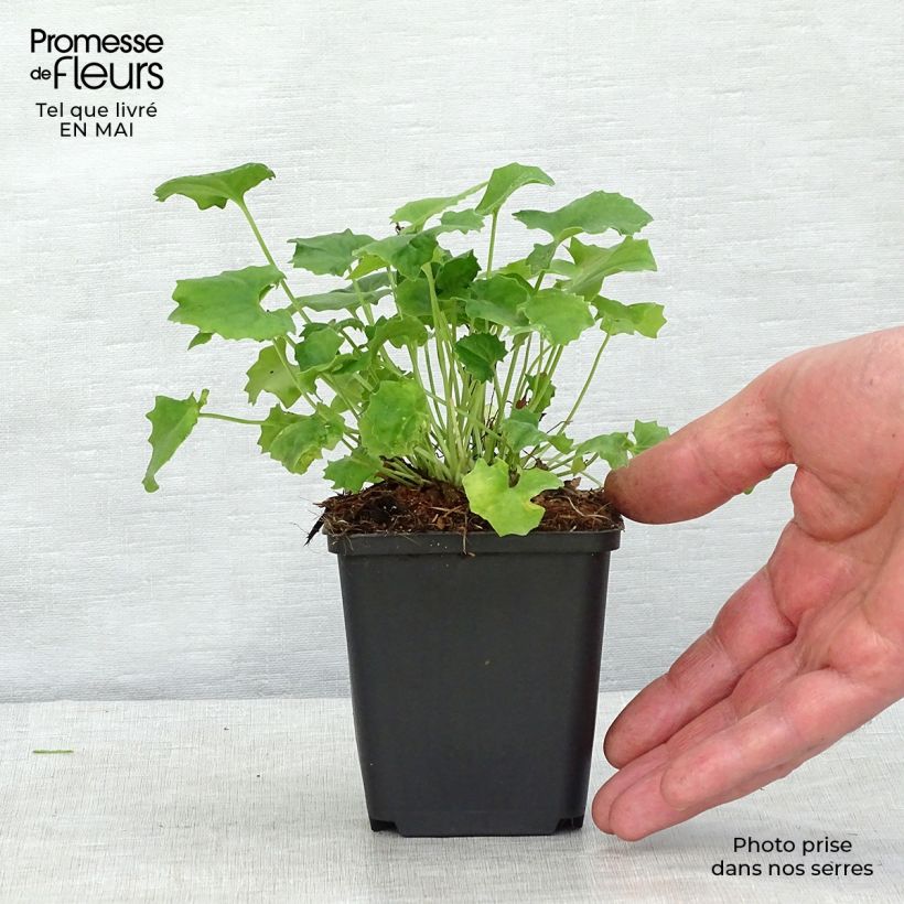 Doronicum orientale Little Leo 8/9 cm pot sample as delivered in spring