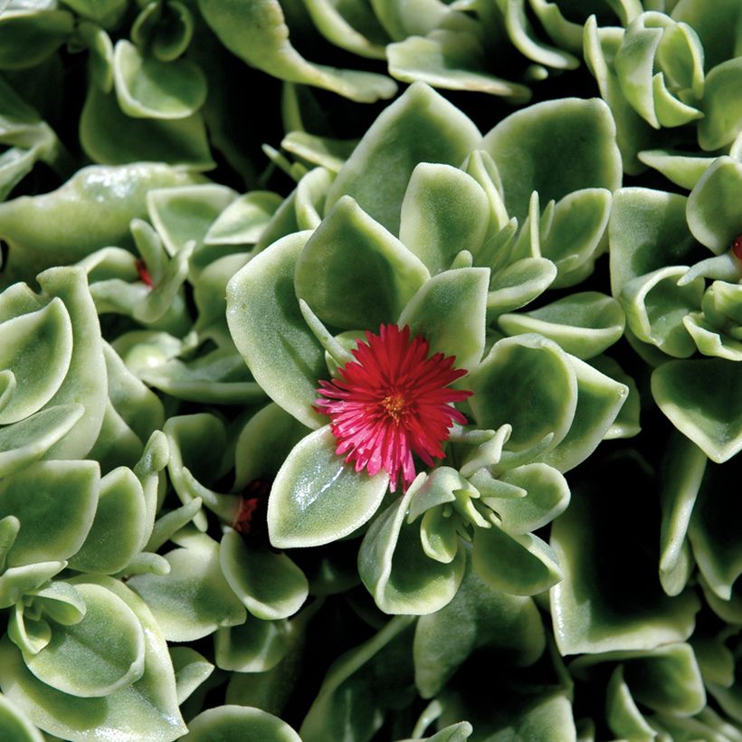 Mesembryanthemum x cordifolium 'Mesbicla' MEZOO® TRAILING RED - Livingstone daisy, Ice plant (Flowering)