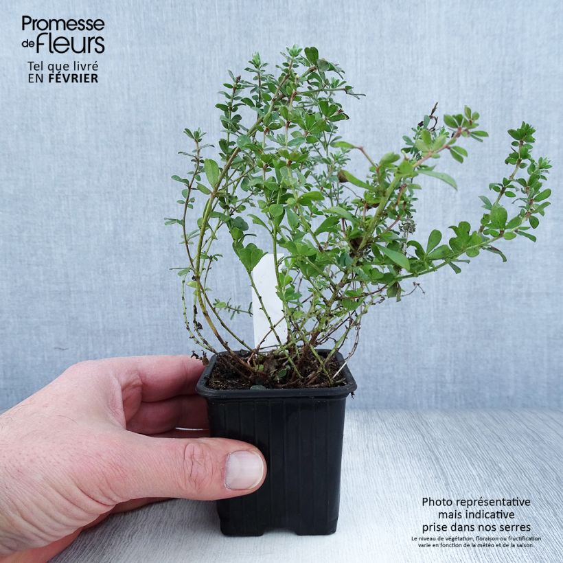 Dorycnium hirsutum 8/9 cm pot sample as delivered in winter