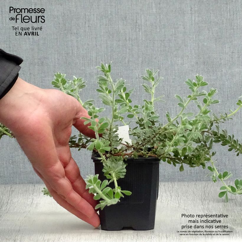 Dorycnium hirsutum 8/9 cm pot sample as delivered in spring