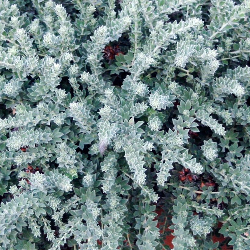 Dorycnium hirsutum Little Boy Blue - Canary Clover (Foliage)