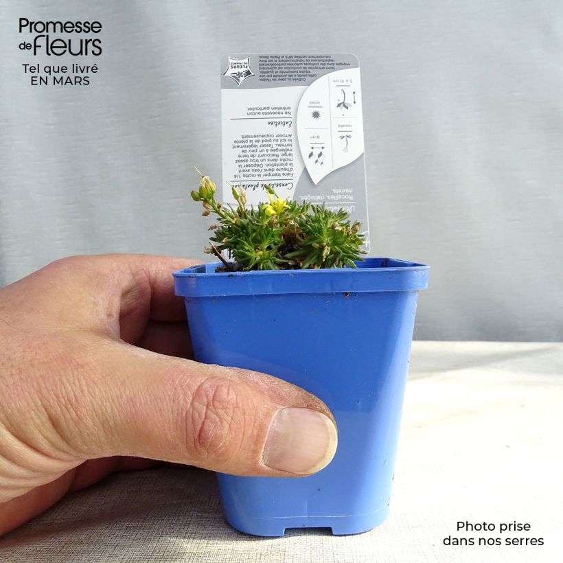 Draba aizoides 7/8 cm pot sample as delivered in winter