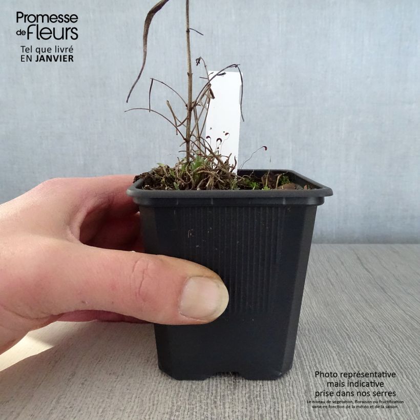 Dracocephalum ruyschiana 8/9 cm pot sample as delivered in winter