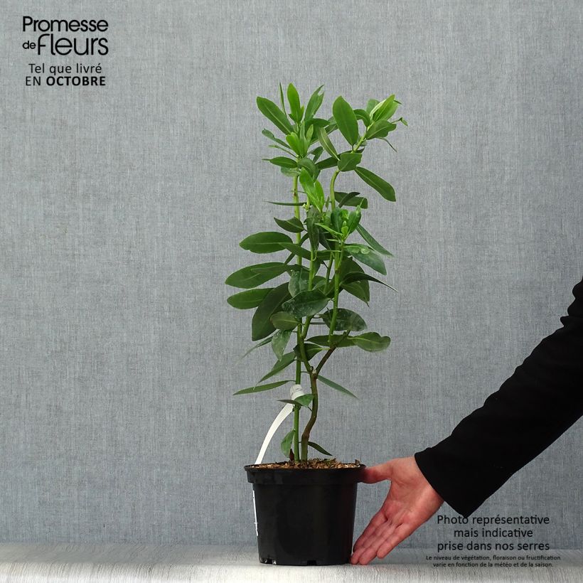 Drimys winteri 3L/4L pot sample as delivered in autumn
