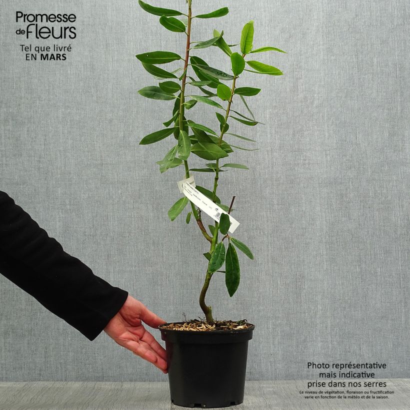 Drimys winteri 3L/4L pot sample as delivered in spring