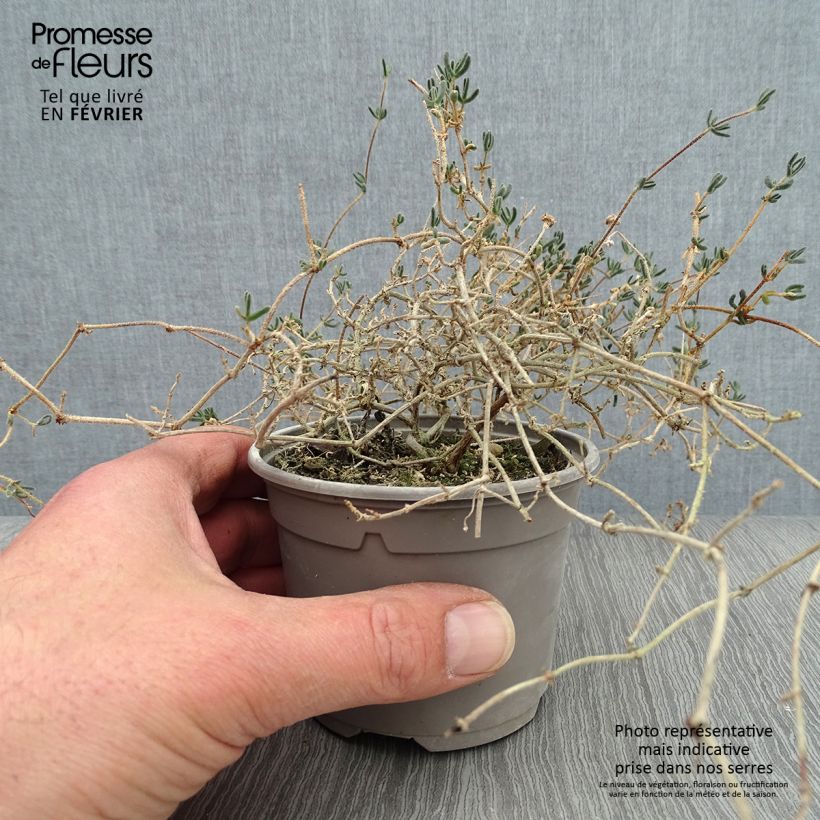 Drosanthemum hispidum 8/9 cm pot sample as delivered in winter