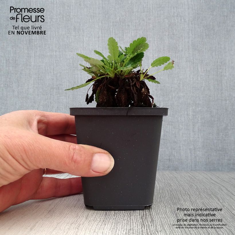 Dryas x suendermannii 8/9 cm pot sample as delivered in autumn