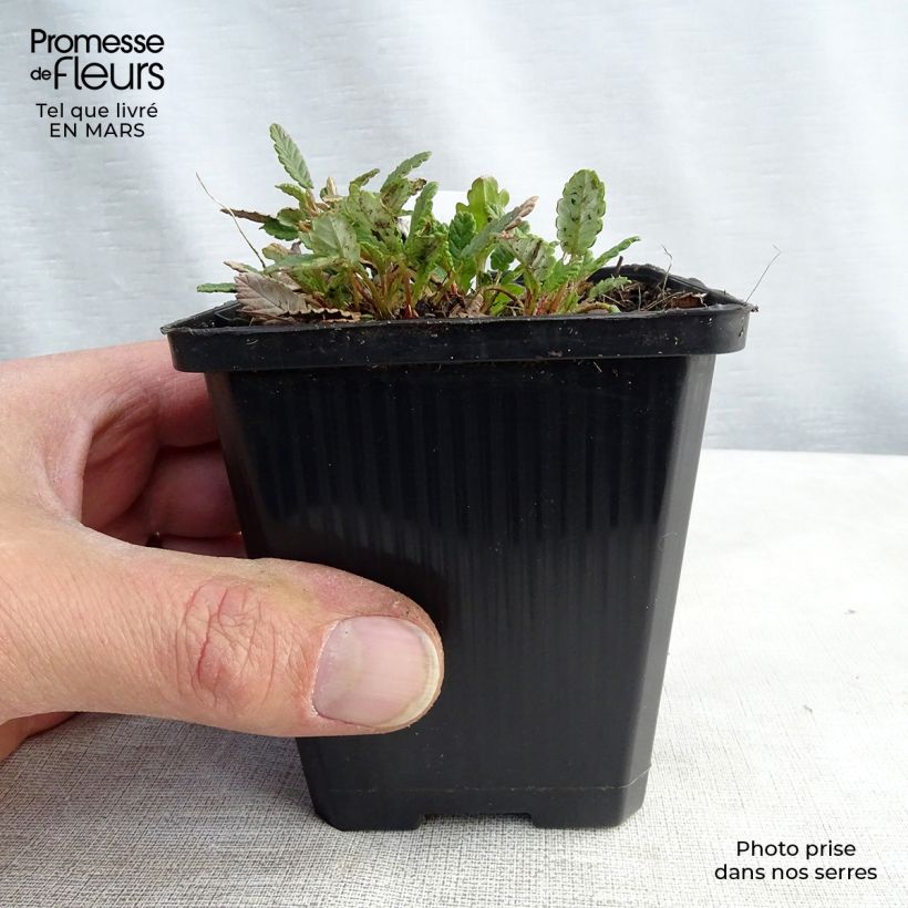 Dryas x suendermannii 8/9 cm pot sample as delivered in spring