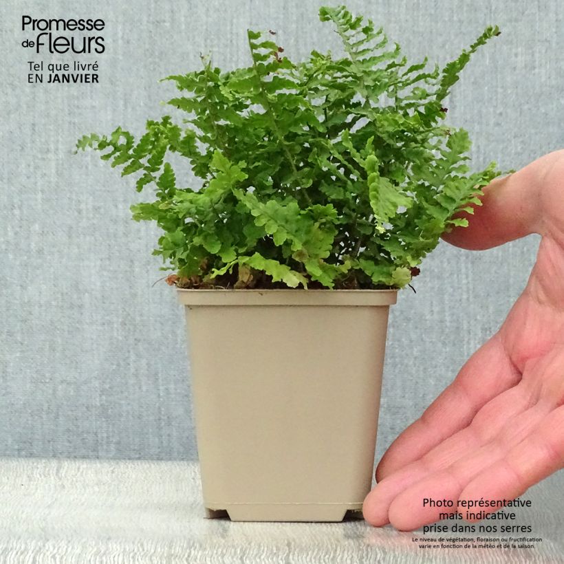 Dryopteris affinis Crispa - Scaly Male Fern 8/9 cm pot sample as delivered in winter